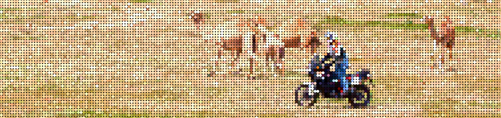 cropped-adventure-camels-circles.png