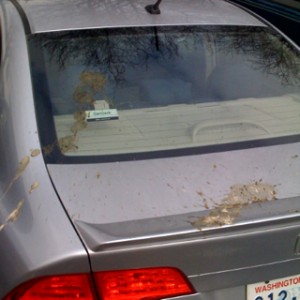 bird_poop_on_car