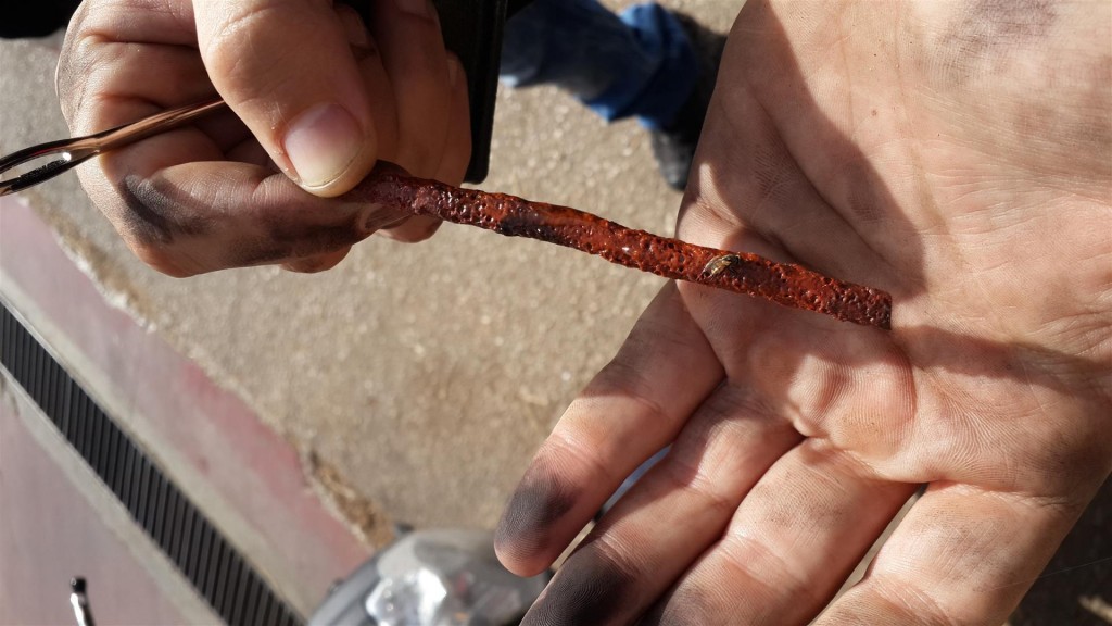 worms